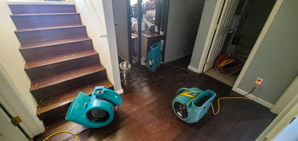 Best Mold removal after water damage  in Pingree Grove, IL